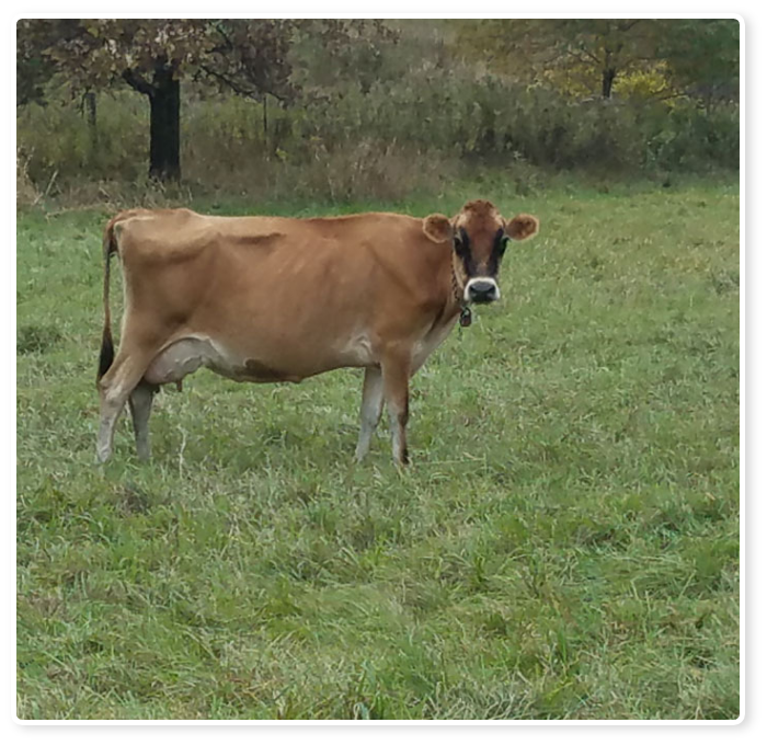 Brown cow in pasture